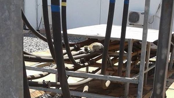 Monkey Behind Nationwide Blackout in Kenya - Sputnik International