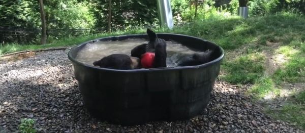 Black bear Takoda cools down - Sputnik International