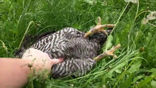 Chicken sleeping on the job - Sputnik International