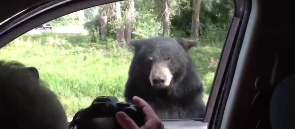 Kids scream as Bear opens van door - Sputnik International