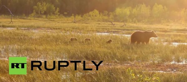 A bear and her cubs on a family outing - Sputnik International