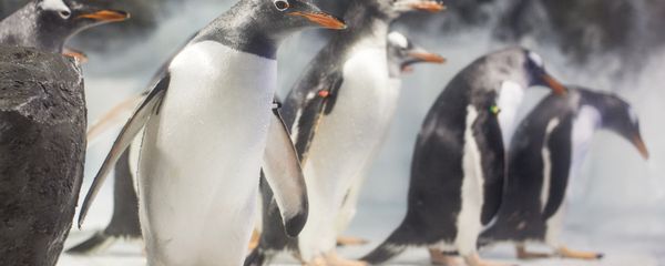 Penguins at the National SEA LIFE Centre in Birmingham. Penguins at the National SEA LIFE Centre in Birmingham. - Sputnik International
