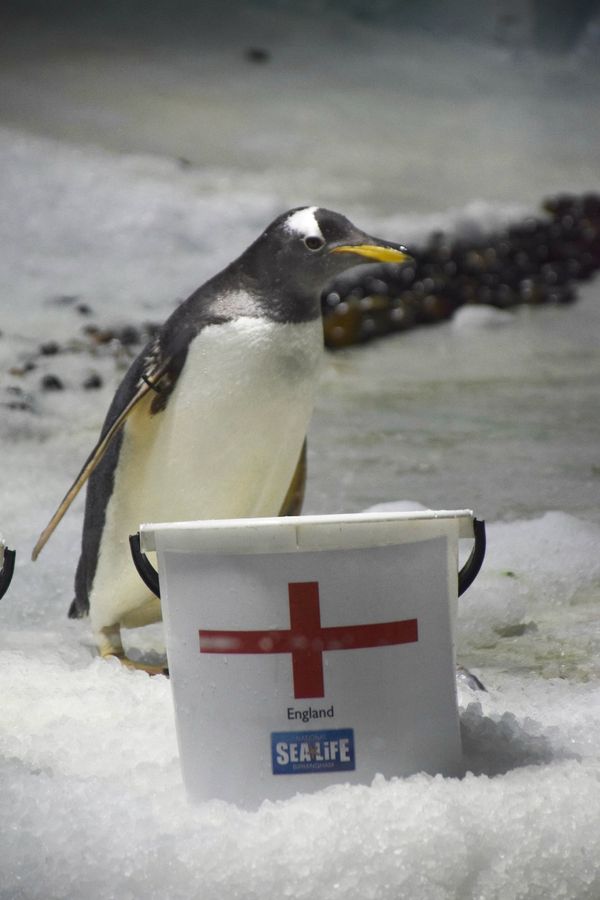 A penguin at the National SEA LIFE Centre Birmingham stands in front of a bucket depicting the flag of England. - Sputnik International