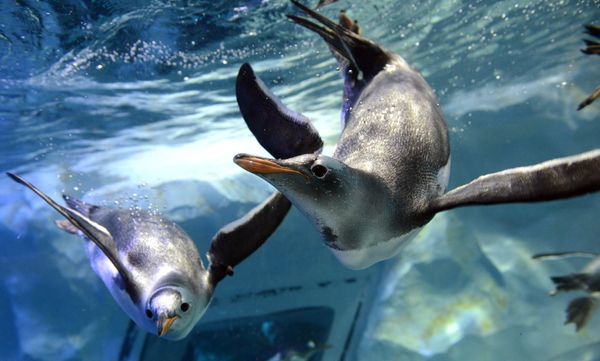 Penguins at the National SEA LIFE Centre in Birmingham. - Sputnik International