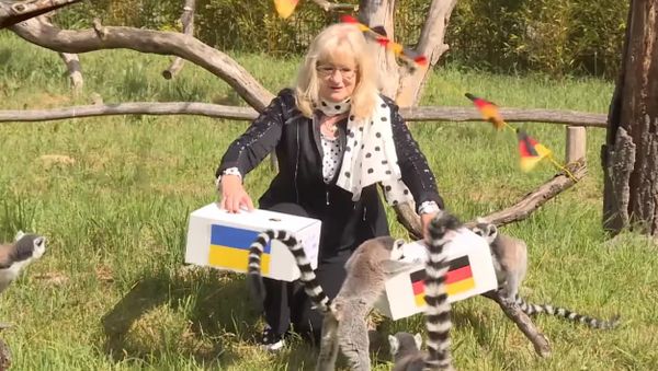 Lemurs Predict the Results of the Match Between Germany and Ukraine at Euro-2016 - Sputnik International