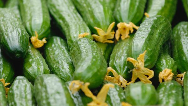 Сucumbers - Sputnik International