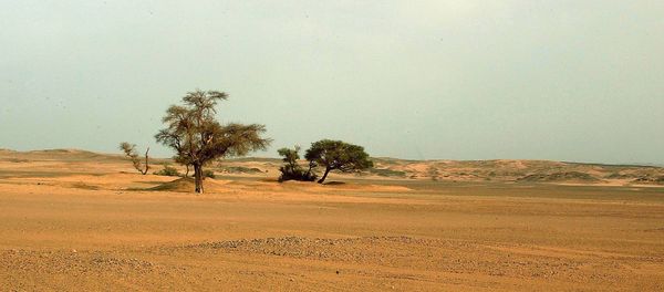 Sahara Desert - Sputnik International