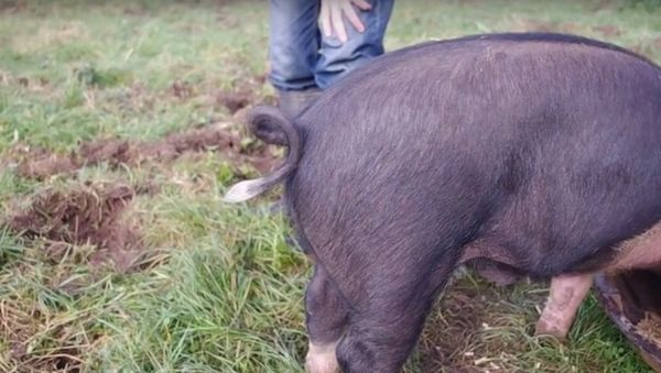 This is How to Straighten a Pig's Tail - Sputnik International