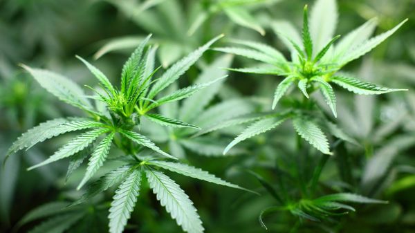 Cannabis - Sputnik International