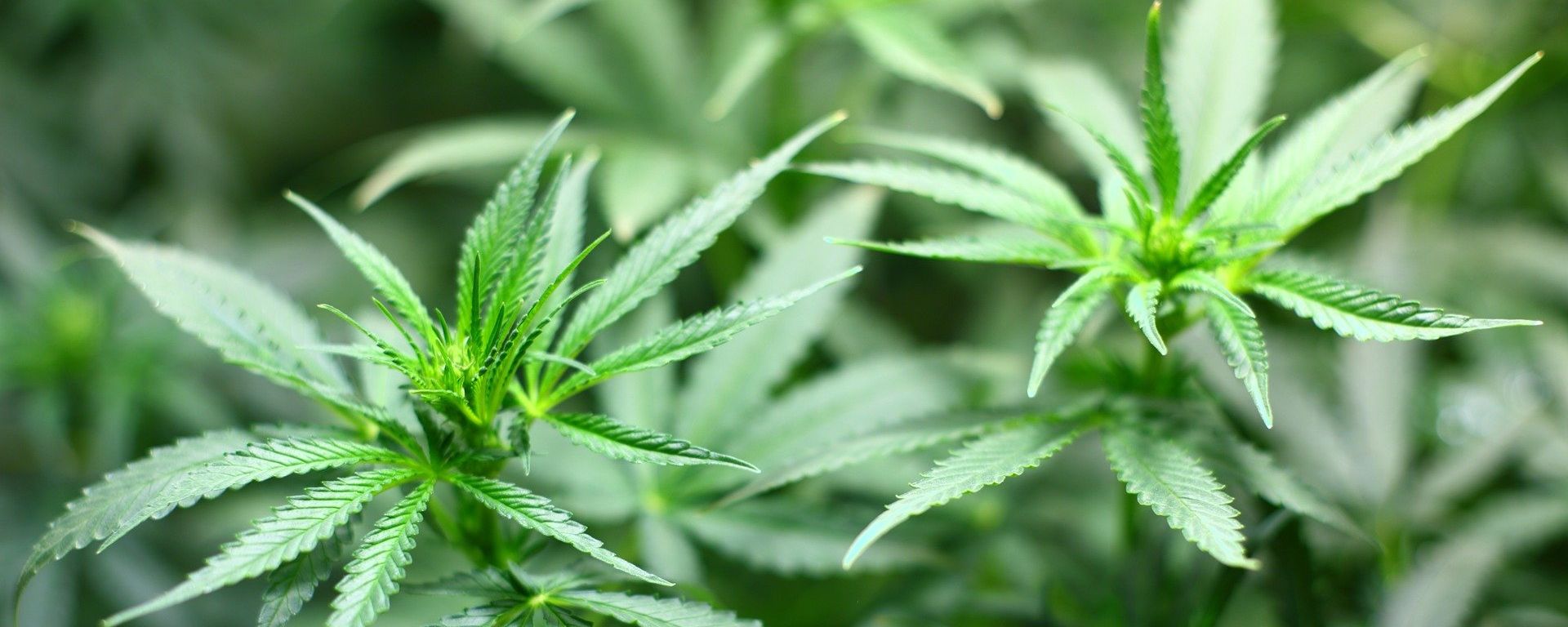 Cannabis - Sputnik International, 1920, 22.06.2021