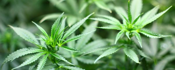 Cannabis Cannabis - Sputnik International