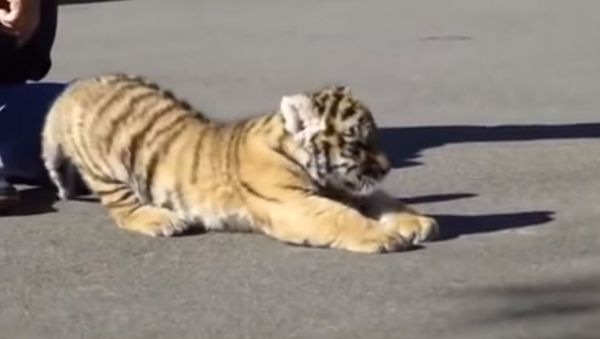 Cute Baby Tiger Scratching the Asphalt - Sputnik International