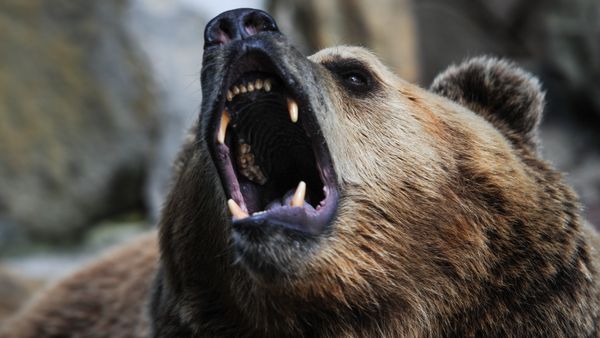 A bear A bear - Sputnik International