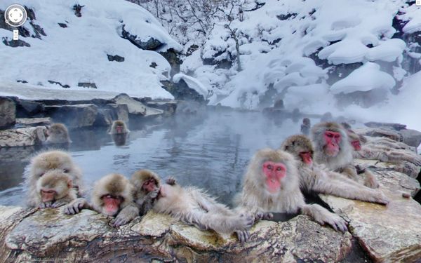 Monkeys Monkeys - Sputnik International