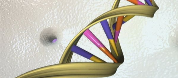 A DNA double helix is seen in an undated artist's illustration released by the National Human Genome Research Institute to Reuters on May 15, 2012 - Sputnik International