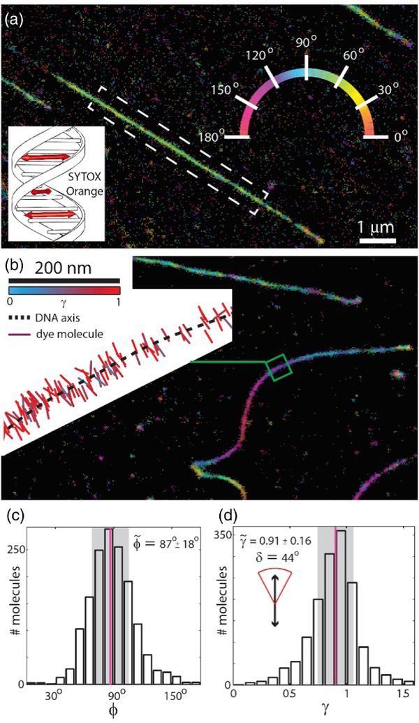 Super-resolved images and single-molecule orientation measurements acquired using the intercalating dye SYTOX Orange Super-resolved images and single-molecule orientation measurements acquired using the intercalating dye SYTOX Orange - Sputnik International