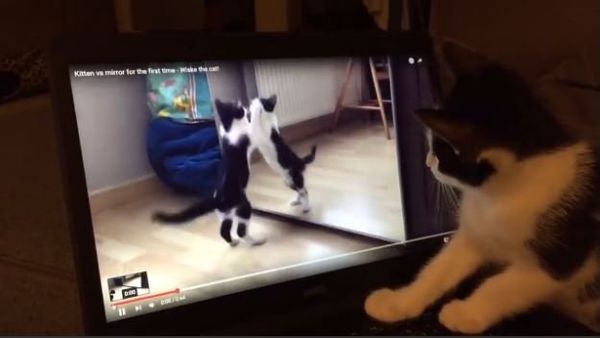 Confused Kitten Watches Video of Herself - Sputnik International