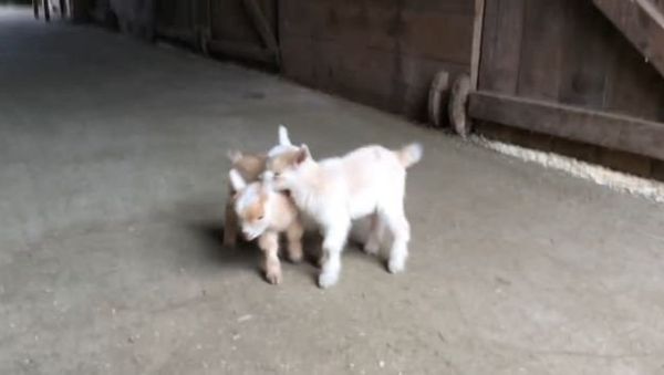 Goat Kids Torment Their Chicken Babysitter - Sputnik International