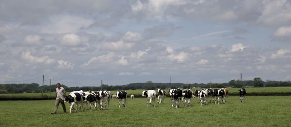 Farmer Robert Warnock walks with his Holstein Friesian cattle on Capel Church Farm, in the village of Capel-le-Ferne, near Folkestone, south east England - Sputnik International