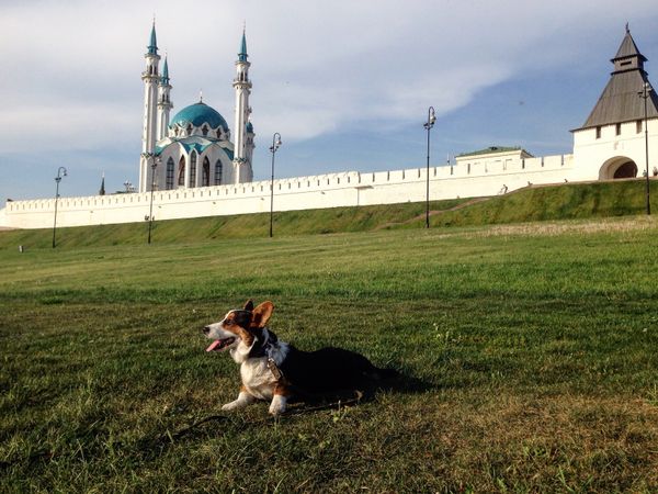 Pastushok on the background Kazan Kremlin Pastushok on the background Kazan Kremlin - Sputnik International