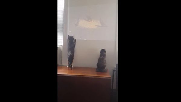 Cat Attacks Birds Projected on Wall - Sputnik International