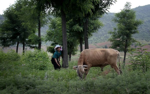Discovering North Korea and Its Citizens' Everyday Life Discovering North Korea and Its Citizens' Everyday Life - Sputnik International