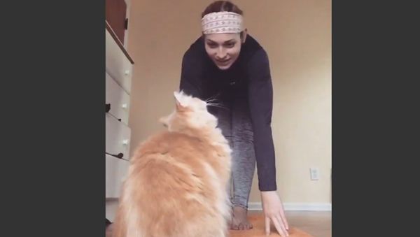 Cat is Not a Fan of Yoga - Sputnik International