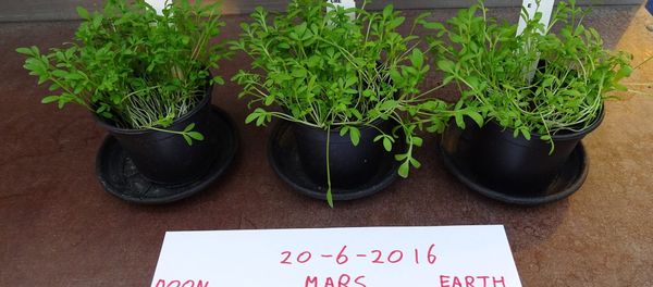 Crops Grown on 'Mars' Soil Safe to Eat - Sputnik International