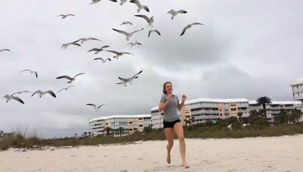 Seagull Fails - Sputnik International