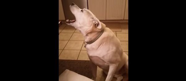 Talking dog engages in hilarious conversation Talking dog engages in hilarious conversation - Sputnik International