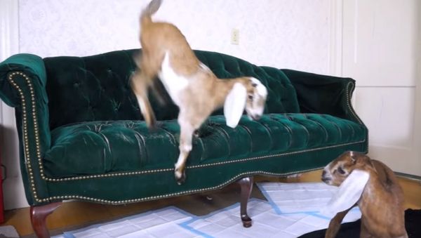 Baby Goat Learns to Jump on Couch - Sputnik International