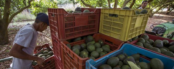 Men work during the harvest of avocado at an orchard in Uruapan municipality, Michoacan State, Mexico on April 6, 2016 Men work during the harvest of avocado at an orchard in Uruapan municipality, Michoacan State, Mexico on April 6, 2016 - Sputnik International