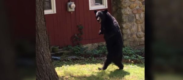 Pedals bipedal bear sighting Pedals bipedal bear sighting - Sputnik International