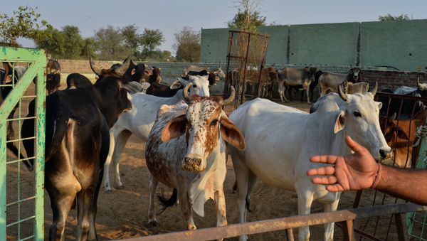 In this photograph taken on November 5, 2015, cows gather at a cow shelter owned by Babulal Jangir, a rustic self-styled leader of cow raiders, and Gau Raksha Dal (Cow Protection Squad) in Taranagar in the desert state of Rajasthan In this photograph taken on November 5, 2015, cows gather at a cow shelter owned by Babulal Jangir, a rustic self-styled leader of cow raiders, and Gau Raksha Dal (Cow Protection Squad) in Taranagar in the desert state of Rajasthan - Sputnik International