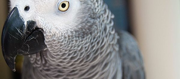 African Grey Parrot African Grey Parrot - Sputnik International
