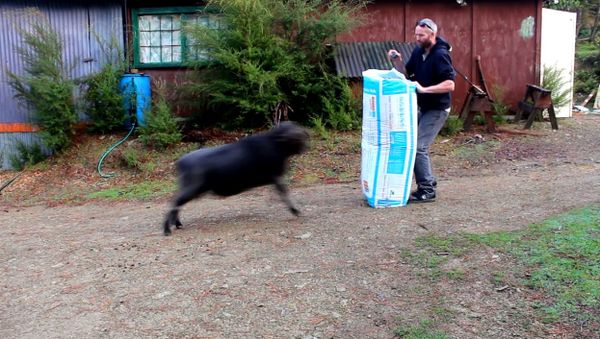 Angry ram vents his fury on a bag of insulation fibre - Sputnik International
