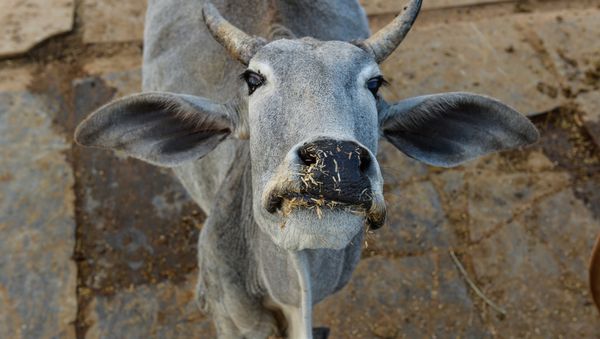 In this photograph taken on November 5, 2015, a cow looks on at a cow shelter owned by Babulal Jangir, a rustic self-styled leader of cow raiders, and Gau Raksha Dal (Cow Protection Squad) in Taranagar in the desert state of Rajasthan - Sputnik International