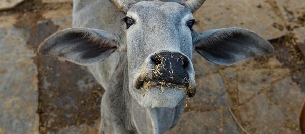 In this photograph taken on November 5, 2015, a cow looks on at a cow shelter owned by Babulal Jangir, a rustic self-styled leader of cow raiders, and Gau Raksha Dal (Cow Protection Squad) in Taranagar in the desert state of Rajasthan In this photograph taken on November 5, 2015, a cow looks on at a cow shelter owned by Babulal Jangir, a rustic self-styled leader of cow raiders, and Gau Raksha Dal (Cow Protection Squad) in Taranagar in the desert state of Rajasthan - Sputnik International