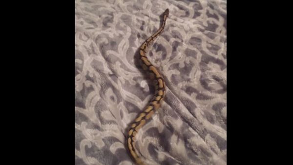 Ball python on a fleece throw - Sputnik International