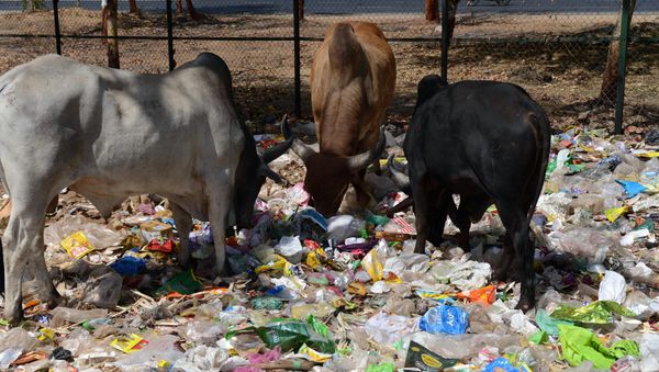 Indian cows eat from a pile of roadside trash in Gandhinagar, capital of western India's Gujarat state, some 30 km from Ahmedabad, on April 13, 2016 Indian cows eat from a pile of roadside trash in Gandhinagar, capital of western India's Gujarat state, some 30 km from Ahmedabad, on April 13, 2016 - Sputnik International