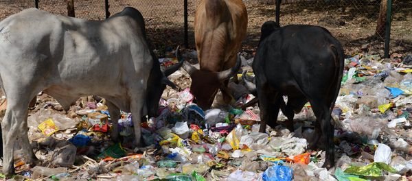 Indian cows eat from a pile of roadside trash in Gandhinagar, capital of western India's Gujarat state, some 30 km from Ahmedabad, on April 13, 2016 Indian cows eat from a pile of roadside trash in Gandhinagar, capital of western India's Gujarat state, some 30 km from Ahmedabad, on April 13, 2016 - Sputnik International