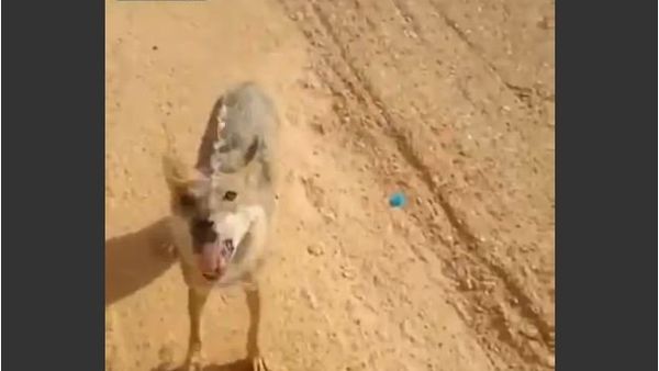 A man gives water to desert wolf - Sputnik International