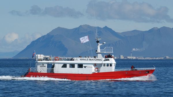 A tourist whale watching boat searches for minke whales off the coast of Reykjavik, Iceland - Sputnik International