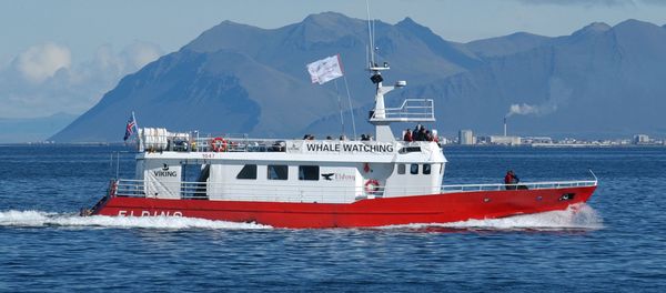 A tourist whale watching boat searches for minke whales off the coast of Reykjavik, Iceland - Sputnik International