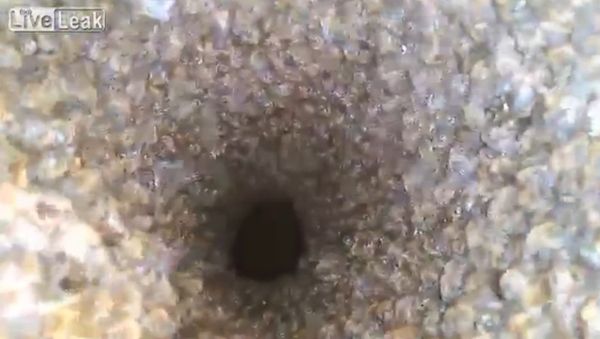 Bees Galore - Sputnik International