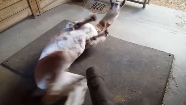 Fiesta the Llama LOVES our Leaf Blower - Sputnik International