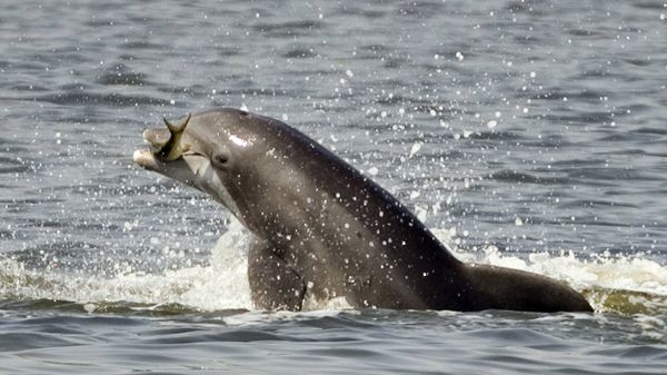Porpoise leaps out of the water holding a fish while feeding - Sputnik International