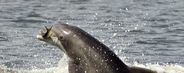 Porpoise leaps out of the water holding a fish while feeding Porpoise leaps out of the water holding a fish while feeding - Sputnik International