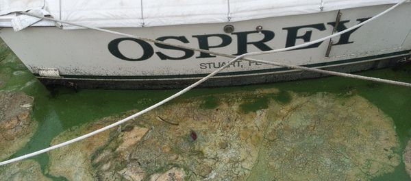 Florida Toxic Algae - July 2016 Florida Toxic Algae - July 2016 - Sputnik International