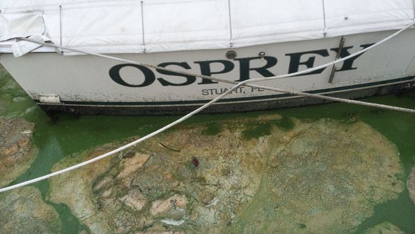Florida Toxic Algae - July 2016 - Sputnik International